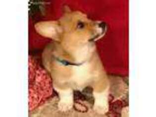 Pembroke Welsh Corgi Puppy for sale in Devine, TX, USA