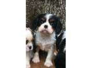 Cavalier King Charles Spaniel Puppy for sale in Clackamas, OR, USA