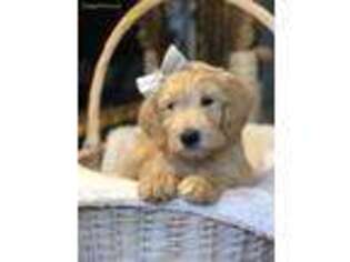 Goldendoodle Puppy for sale in Iron Station, NC, USA