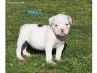 American Bulldog Puppy for sale in Dawson, WV, USA