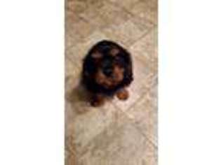 Cavalier King Charles Spaniel Puppy for sale in Elk Creek, MO, USA