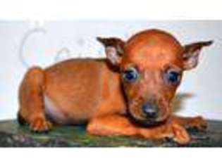 Miniature Pinscher Puppy for sale in Pomona, MO, USA