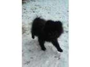 Pomeranian Puppy for sale in Sharon Springs, NY, USA