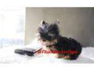 Yorkshire Terrier Puppy for sale in Burnsville, NC, USA