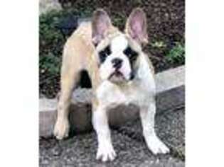 French Bulldog Puppy for sale in La Center, WA, USA