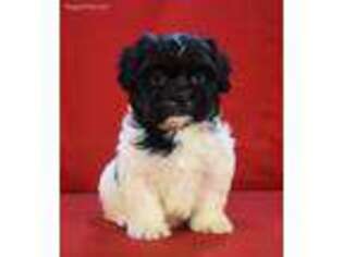 Mal-Shi Puppy for sale in Hersey, MI, USA