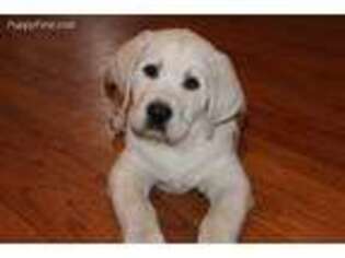 Labrador Retriever Puppy for sale in Brush Prairie, WA, USA