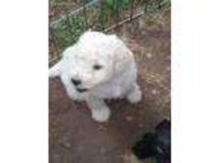 Mutt Puppy for sale in East Troy, WI, USA