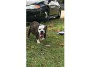 Olde English Bulldogge Puppy for sale in Fayetteville, GA, USA