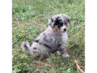 Miniature Australian Shepherd Puppy for sale in Corpus Christi, TX, USA