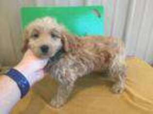Goldendoodle Puppy for sale in Yorktown, IN, USA