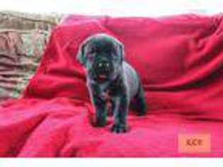 Cane Corso Puppy for sale in Louisa, VA, USA