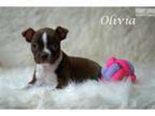 Boston Terrier Puppy for sale in Fort Worth, TX, USA