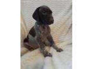 German Shorthaired Pointer Puppy for sale in Warsaw, IN, USA