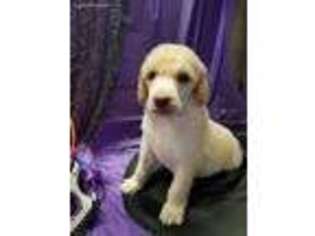 Mutt Puppy for sale in Blacksburg, SC, USA