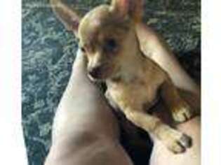 Chihuahua Puppy for sale in Fort White, FL, USA