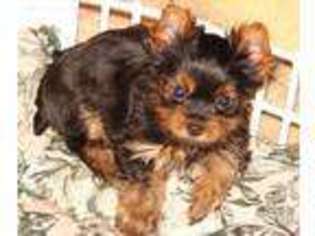 Yorkshire Terrier Puppy for sale in Augusta, ME, USA