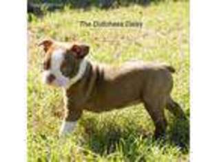 Boston Terrier Puppy for sale in Carrollton, VA, USA