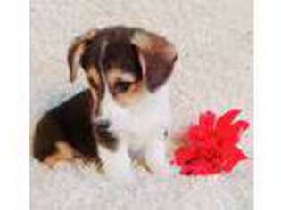 Pembroke Welsh Corgi Puppy for sale in Becker, MN, USA