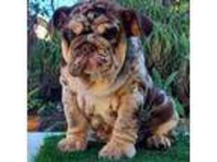 Bulldog Puppy for sale in San Diego, CA, USA