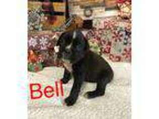 Boxer Puppy for sale in Richmond, MO, USA