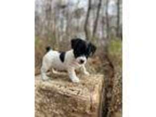 Jack Russell Terrier Puppy for sale in Harvard, IL, USA