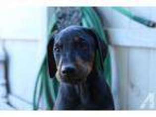 Doberman Pinscher Puppy for sale in SACRAMENTO, CA, USA