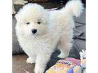 Samoyed Puppy for sale in Lebanon, OR, USA