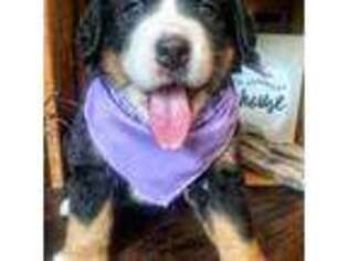 Bernese Mountain Dog Puppy for sale in Fort Gay, WV, USA