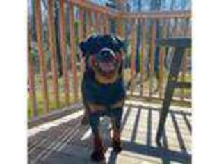 Rottweiler Puppy for sale in Asheboro, NC, USA