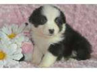 Miniature Australian Shepherd Puppy for sale in Depew, OK, USA