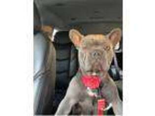 French Bulldog Puppy for sale in Mickleton, NJ, USA