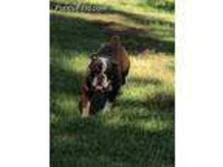 Olde English Bulldogge Puppy for sale in Morriston, FL, USA