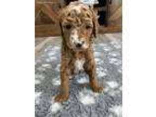 Goldendoodle Puppy for sale in Dyersville, IA, USA