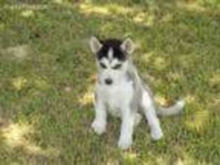 Siberian Husky Puppy for sale in Woodbine, KY, USA