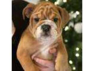 Bulldog Puppy for sale in Carlsbad, NM, USA