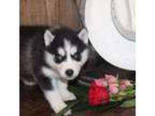 Siberian Husky Puppy for sale in Preston, ID, USA