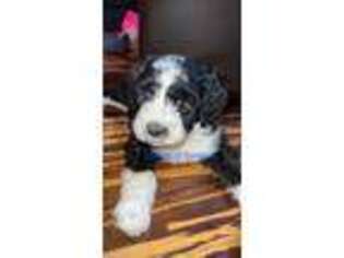 Mutt Puppy for sale in Marble, NC, USA