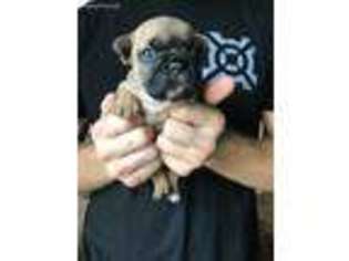 French Bulldog Puppy for sale in Cibolo, TX, USA
