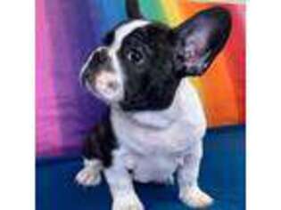 French Bulldog Puppy for sale in Vancouver, WA, USA