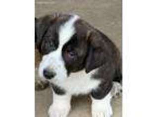 Cardigan Welsh Corgi Puppy for sale in Tiskilwa, IL, USA