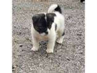 Akita Puppy for sale in Leeds, ME, USA