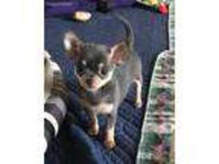 Chihuahua Puppy for sale in Spencerville, IN, USA