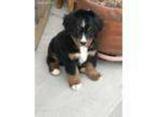 Bernese Mountain Dog Puppy for sale in Littleton, CO, USA