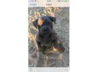 Cane Corso Puppy for sale in North Hollywood, CA, USA