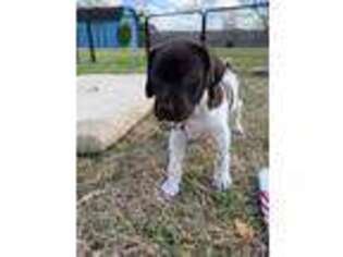 German Shorthaired Pointer Puppy for sale in Kyle, TX, USA