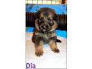 German Shepherd Dog Puppy for sale in BLUE EYE, MO, USA