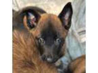 Belgian Malinois Puppy for sale in Broken Arrow, OK, USA