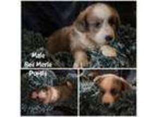 Cardigan Welsh Corgi Puppy for sale in Blue Ridge, VA, USA