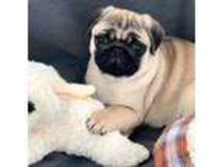 Pug Puppy for sale in Howell, MI, USA